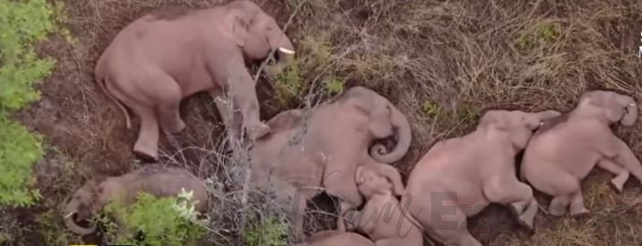 15 elephent in China