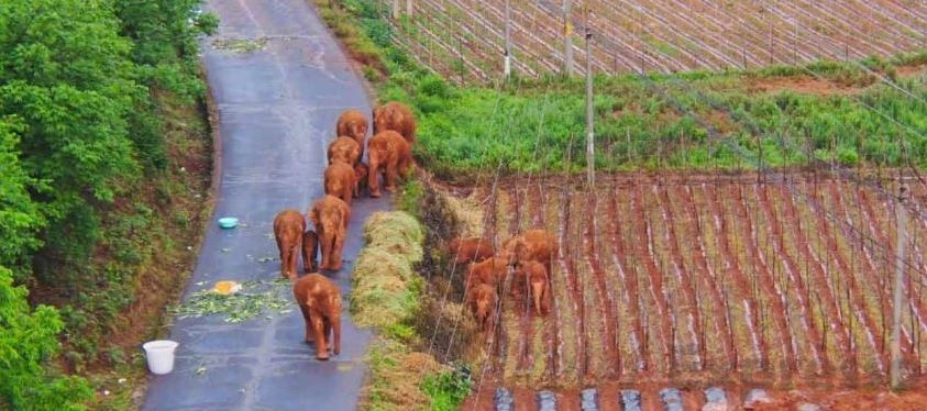 15 elephent in China