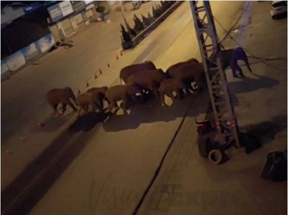 15 elephent in China