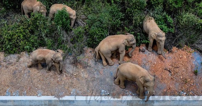 15 elephent in China
