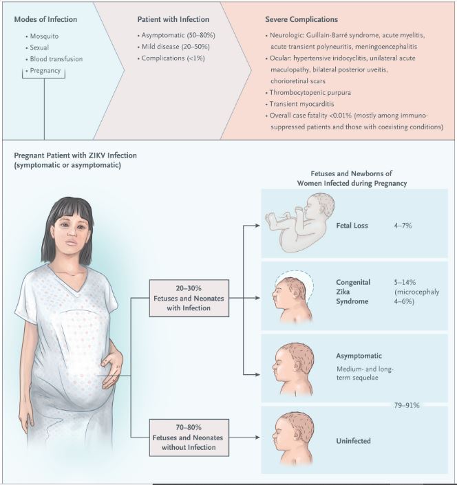 Zika Virus Transmission and Clinical Features