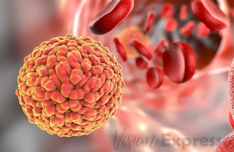 Zika Virus Blood Red blood cell