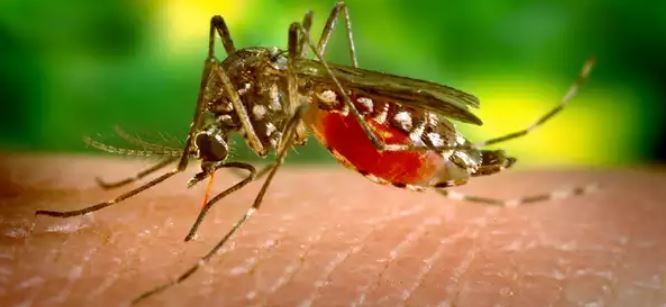 Mosquito Zika virus