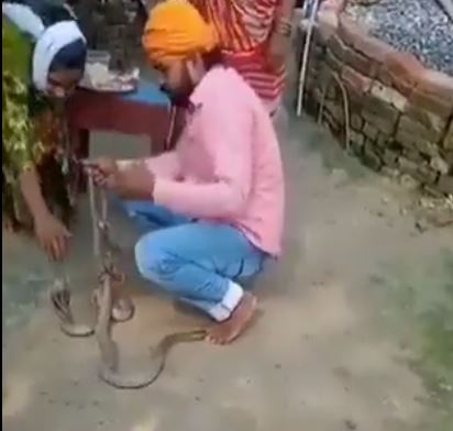 Man tries to tie rakhi to Pair of Snakes on Raksha Bandhan ,dies after one bites him