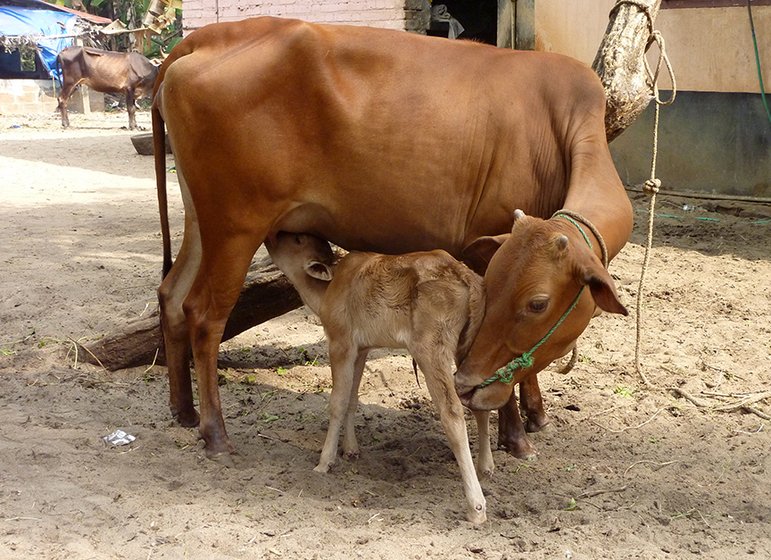 cow and calf