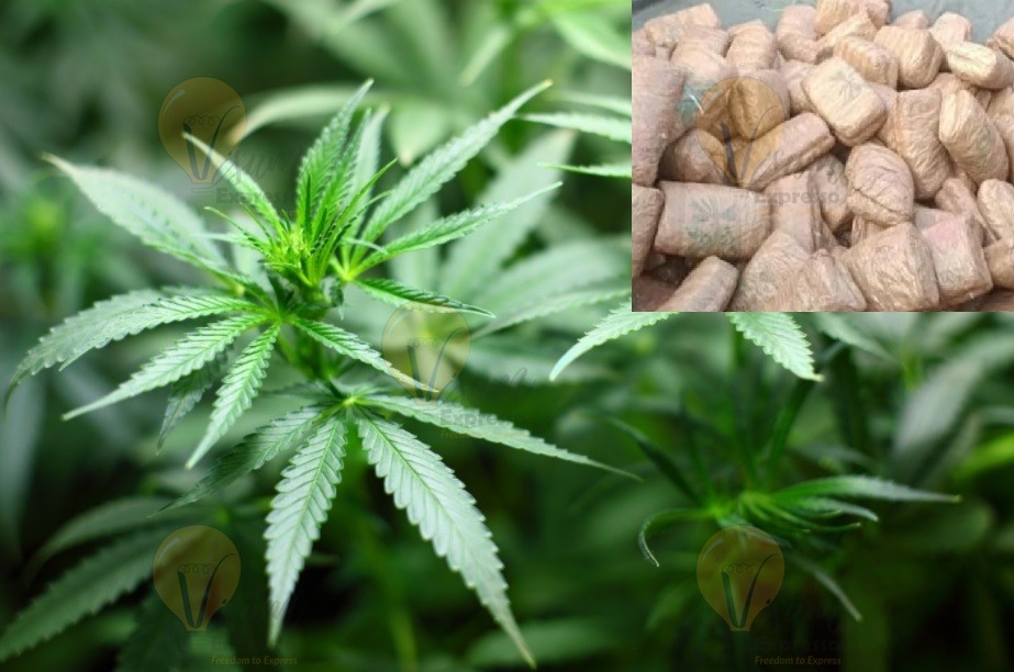 Cannabis  -  Marijuana plant , Packets  seized in Kodakara