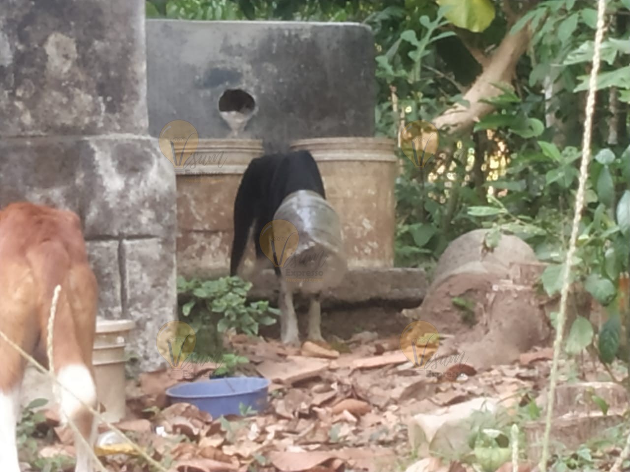 Bottle stuck in the street dog's head