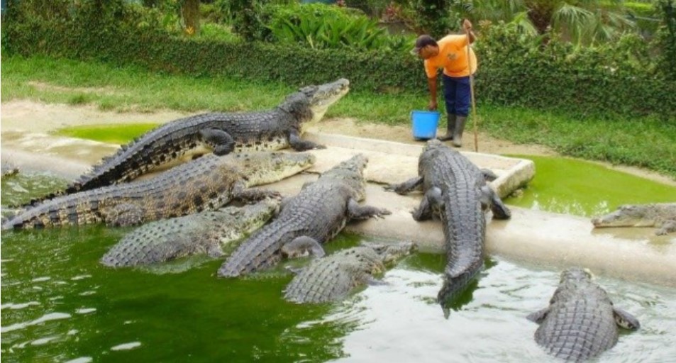 Crocodile Farm