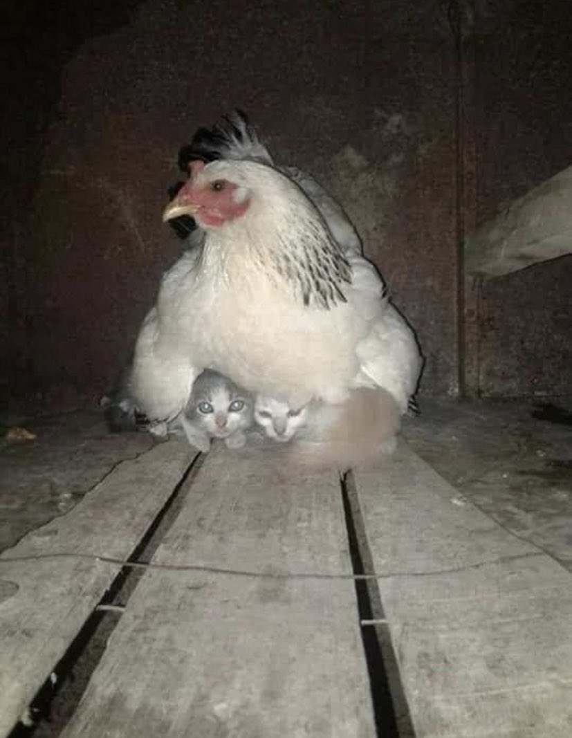A hen taking care of frightened kittens during a storm