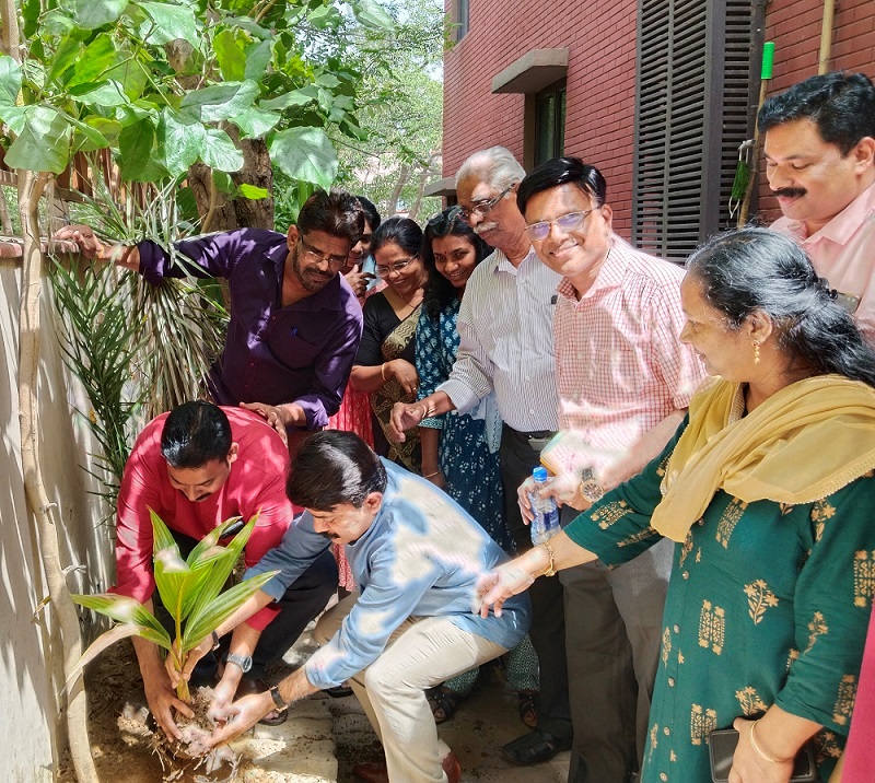 Coconut tree planted  in the DMA cultural complex
