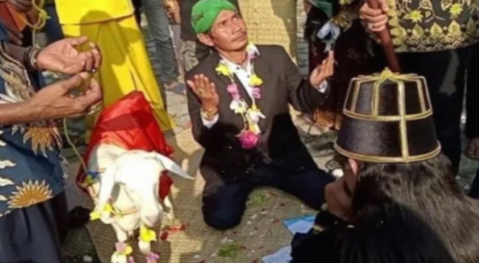 Indonesian man Saiful Arif  marries female goat