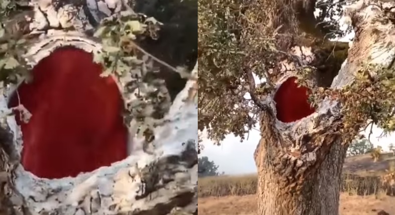 Fire burning inside a tree