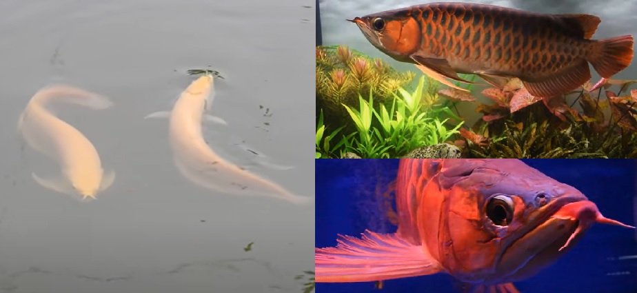 Asian Arowana