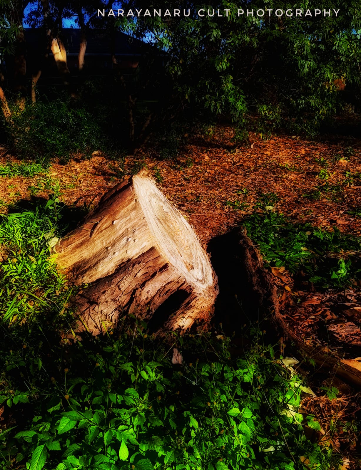 Photo By Narayanaru cameraman and documentary maker from Tvm