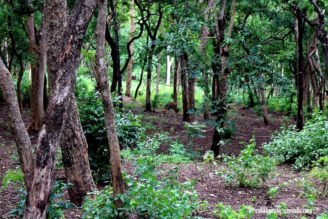 Marayoor Sandalwood forest