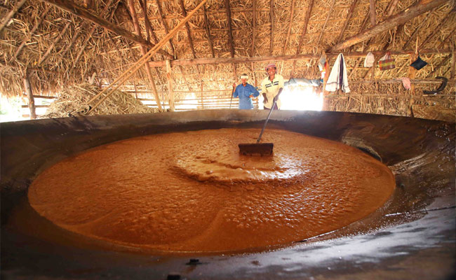 Marayoor jaggery Making