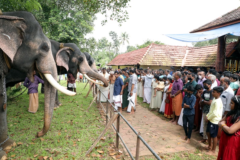 Gajapuja and elephant feeding were held at Kakoor Sri Ambasheri Kavu
