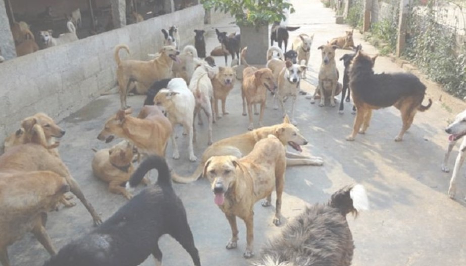 Street Dog Image for representation