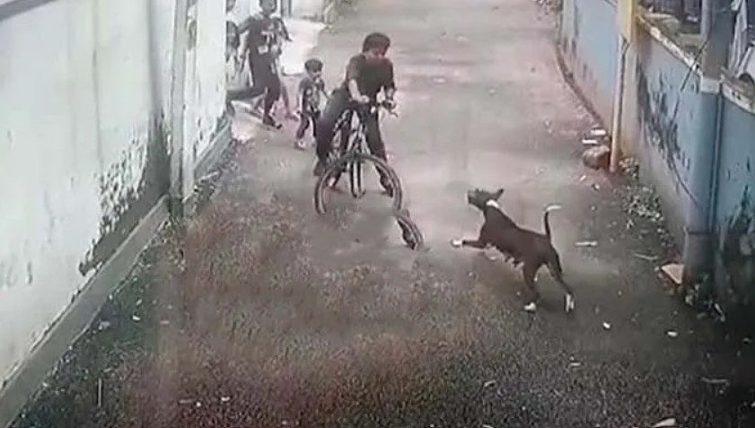 CCTV visuals of stray dog attack