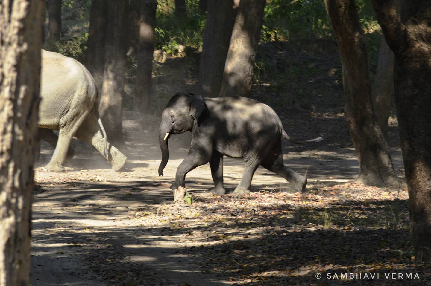 Baby elephant holding the tails of Mama elephant