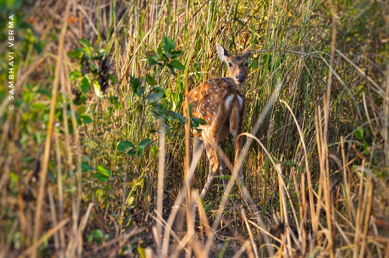 Deers who were hiding from the territory king who was on his way to hunt