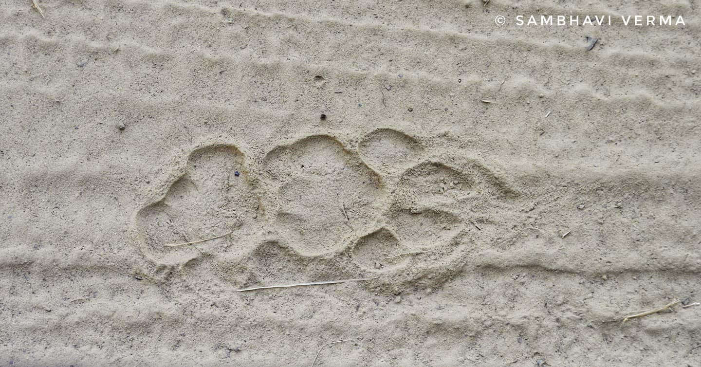 Footprints of the lioness
