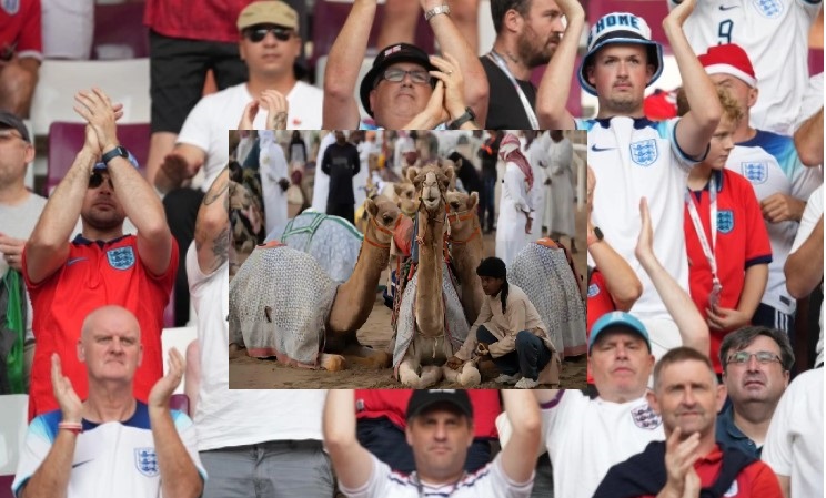 Warning over camel flu at Qatar World Cup